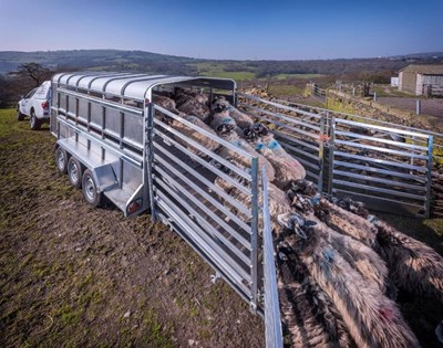 Triple Axle 14' x 6' x 6'H Livestock Trailer No LV35146TRI