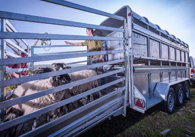 Triple Axle 14' x 6' x 6'H Livestock Trailer No LV35146TRI