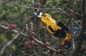 Stiga SC 100e Kit Cordless pruning shears (257022001/UKS)